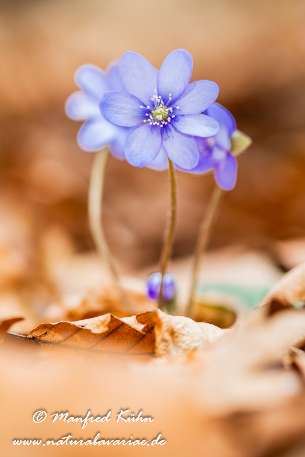 Leberblümchen ()_0060