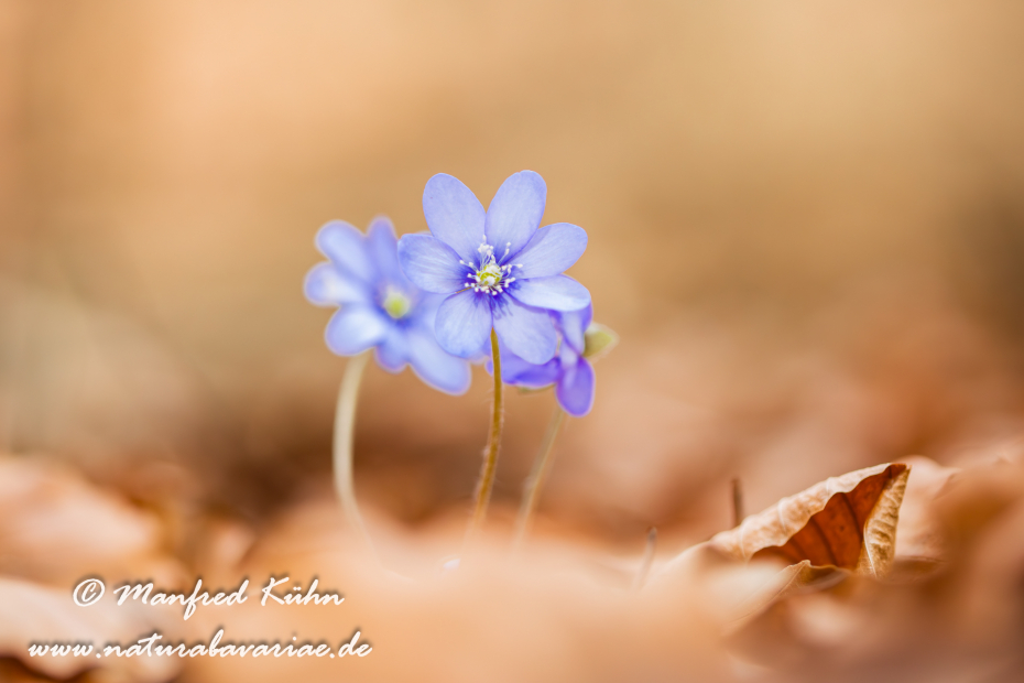 Leberblümchen ()_0061