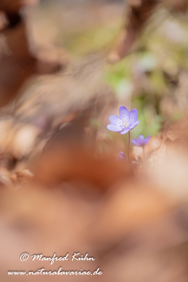 Leberblümchen ()_0065