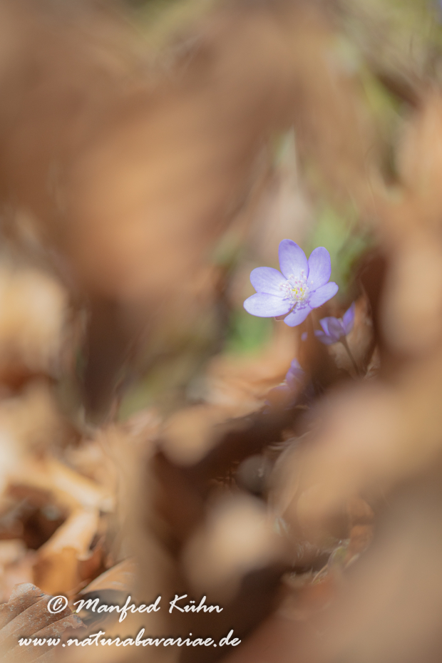 Leberblümchen ()_0070