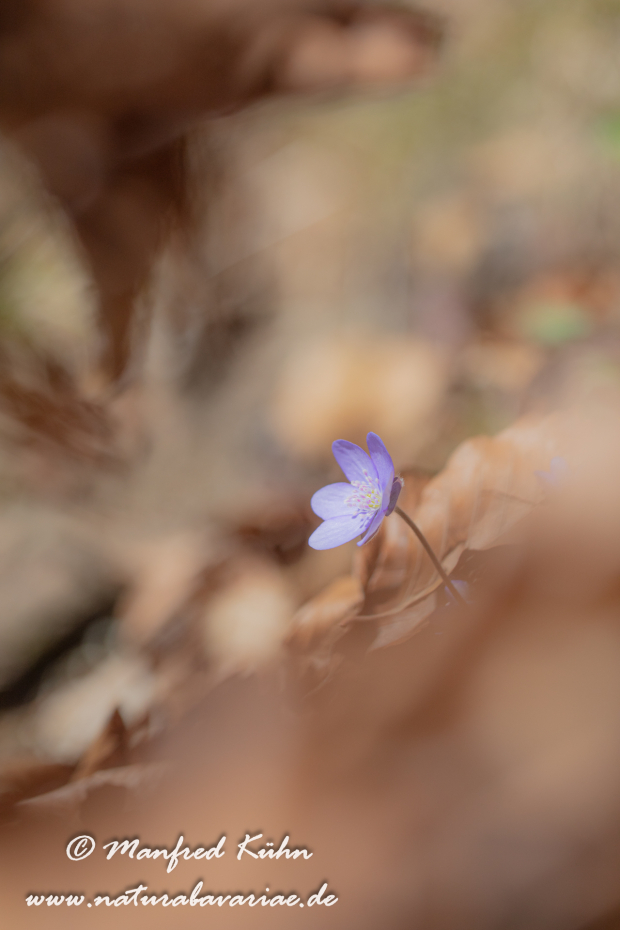 Leberblümchen ()_0074