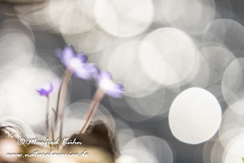 Leberblümchen ()_0076