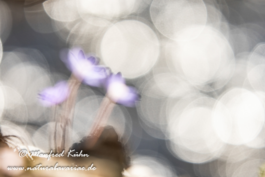 Leberblümchen ()_0079