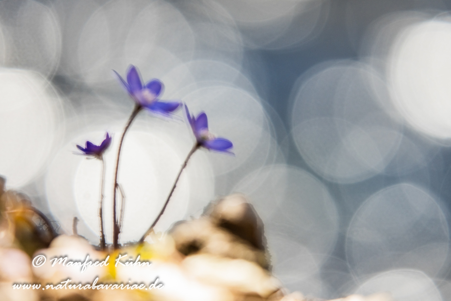 Leberblümchen ()_0082