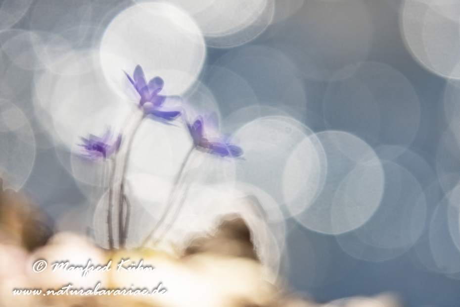 Leberblümchen ()_0087