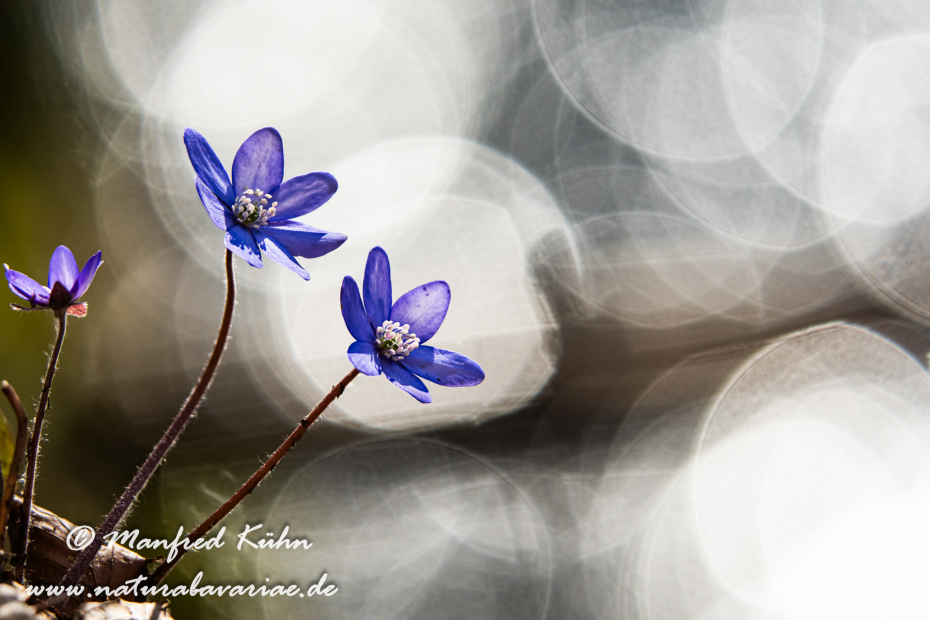 Leberblümchen ()_0094