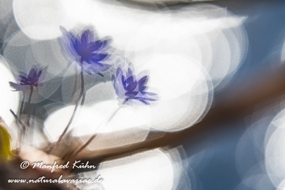 Leberblümchen ()_0096