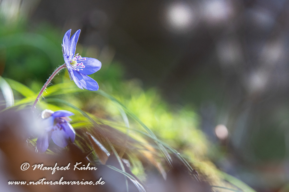 Leberblümchen ()_0105