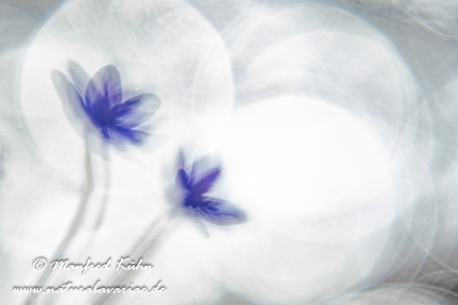 Leberblümchen ()_0106