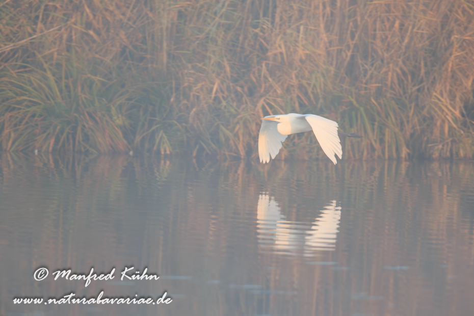 Silberreiher ()_0113