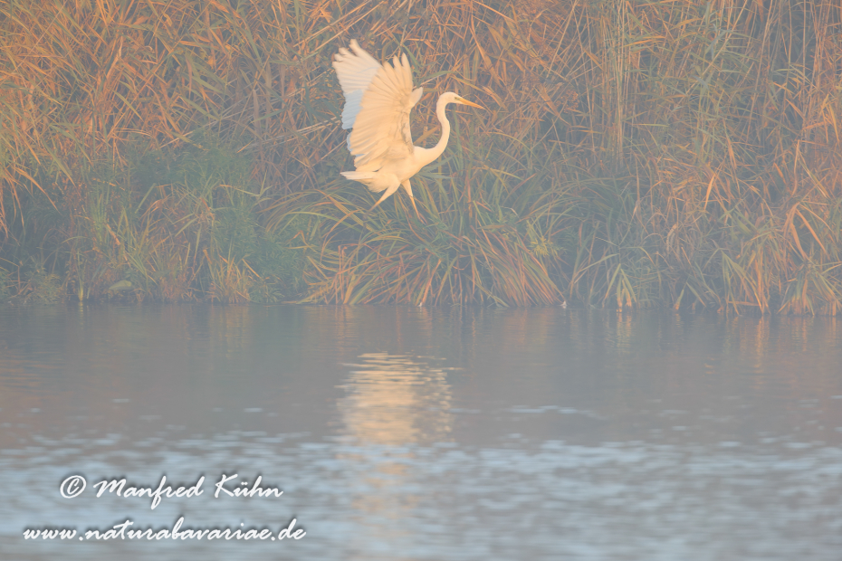 Silberreiher ()_0114