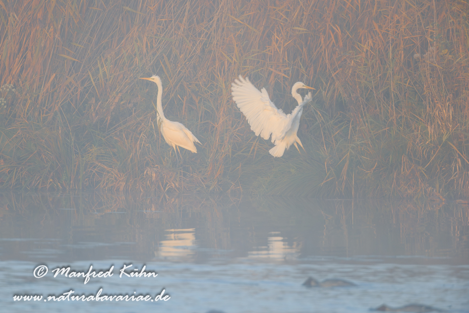 Silberreiher ()_0115