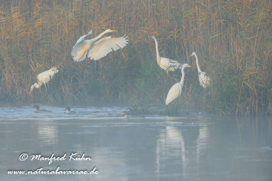 Silberreiher ()_0119