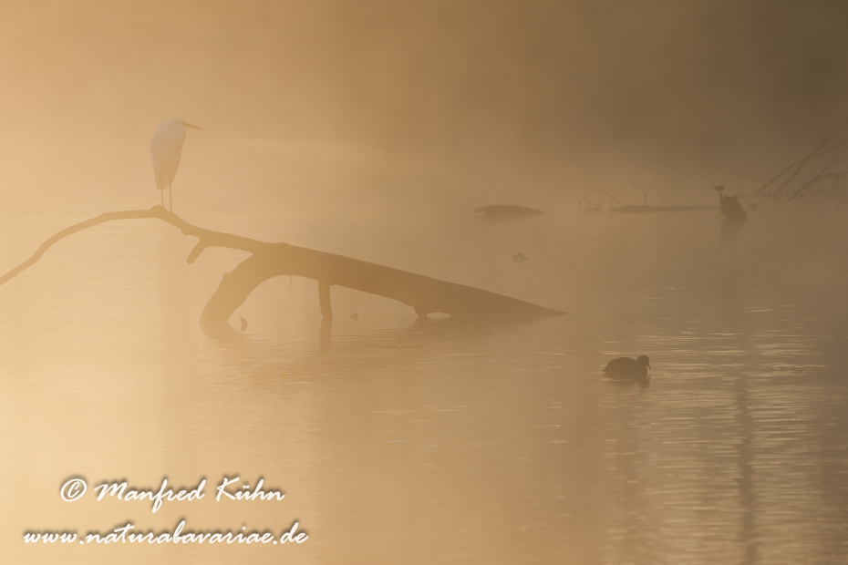 Silberreiher ()_0136