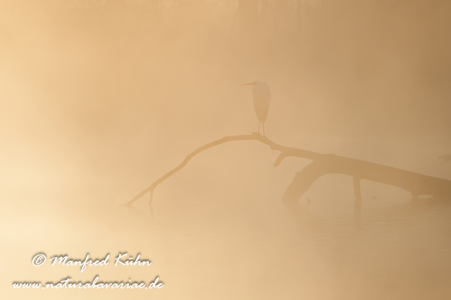 Silberreiher ()_0141