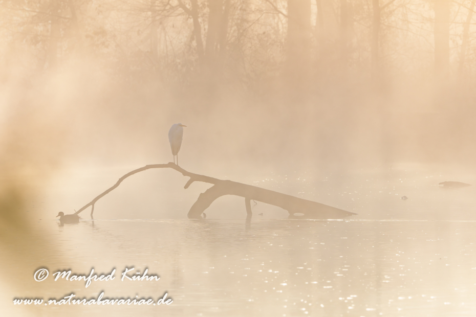 Silberreiher ()_0145