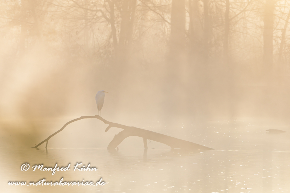 Silberreiher ()_0147