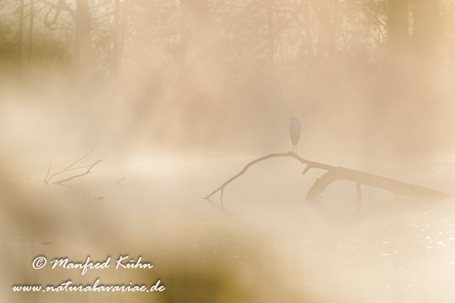 Silberreiher ()_0151