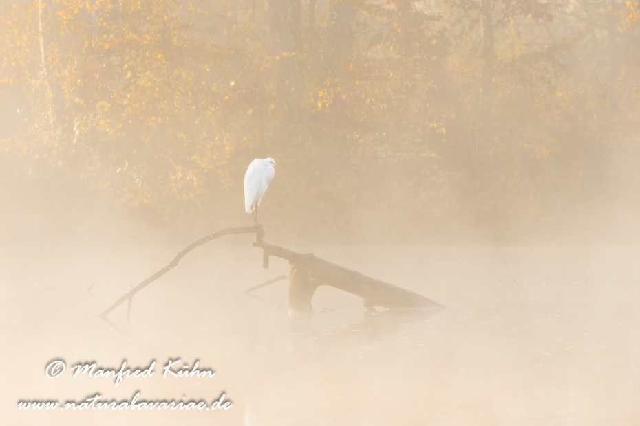 Silberreiher ()_0158