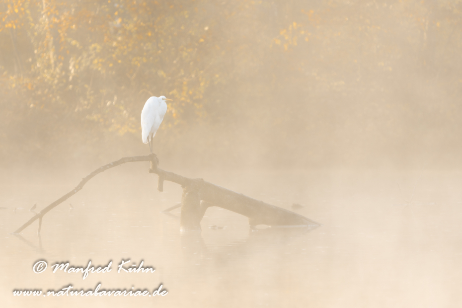 Silberreiher ()_0168