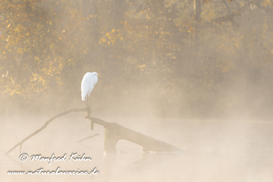 Silberreiher ()_0169