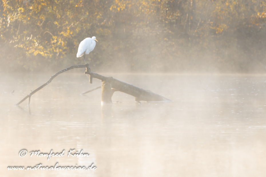 Silberreiher ()_0178