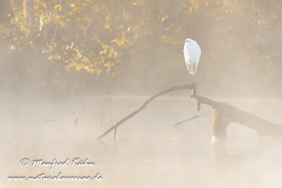 Silberreiher ()_0180