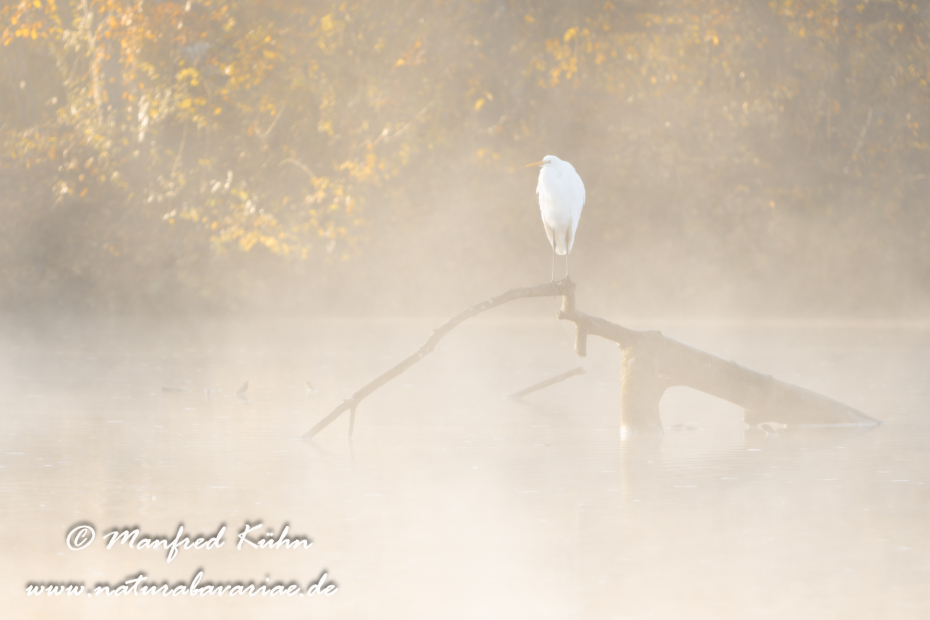 Silberreiher ()_0182