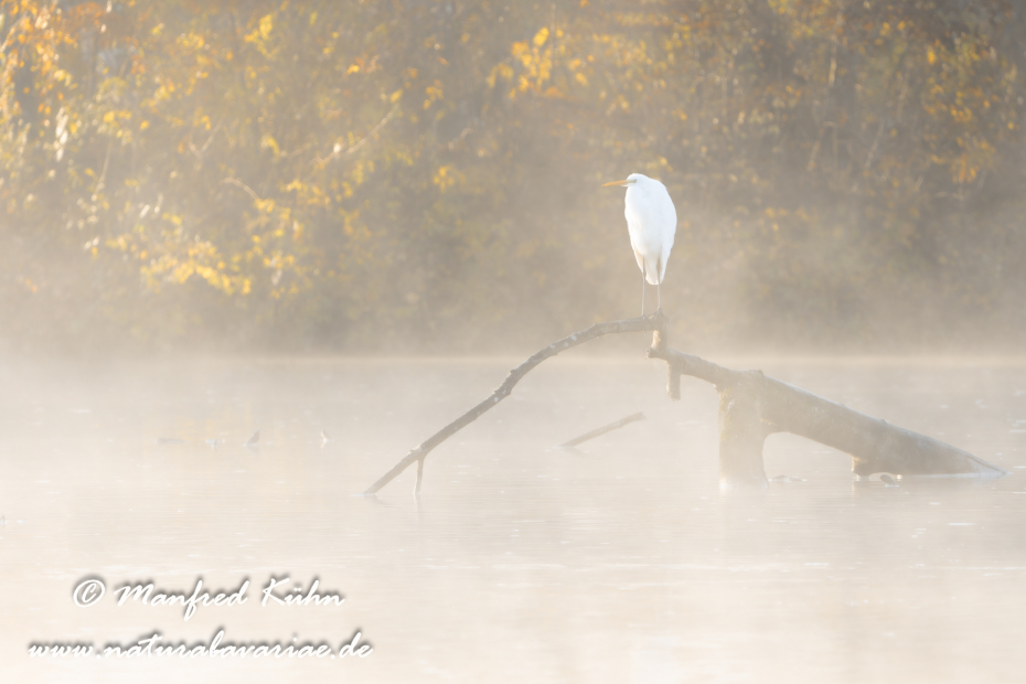 Silberreiher ()_0190