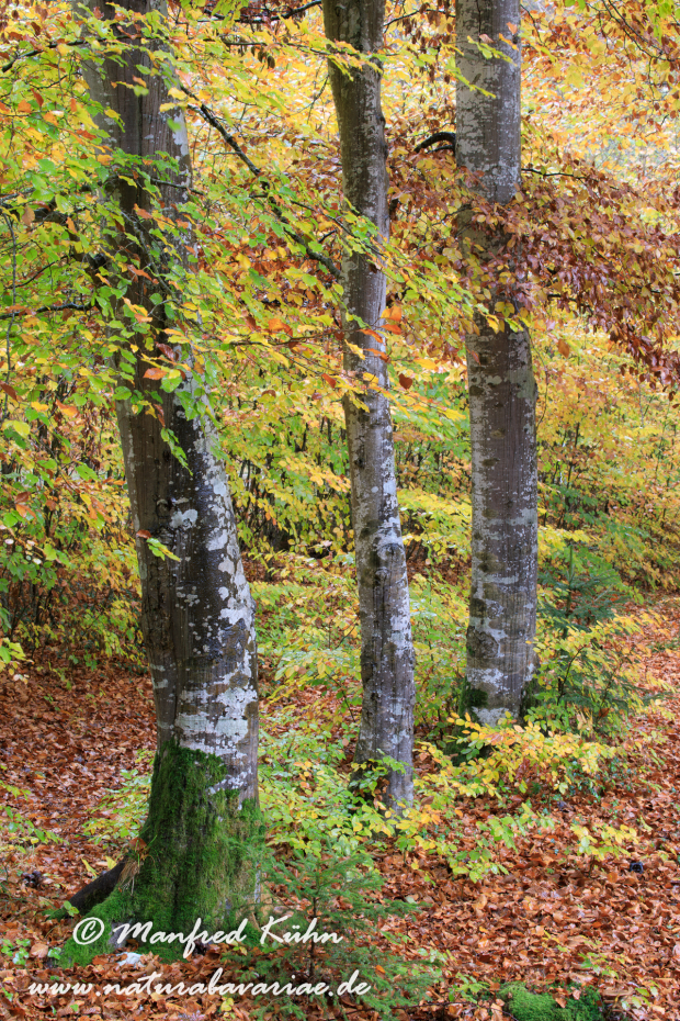 Herbst (Baeume)_0022