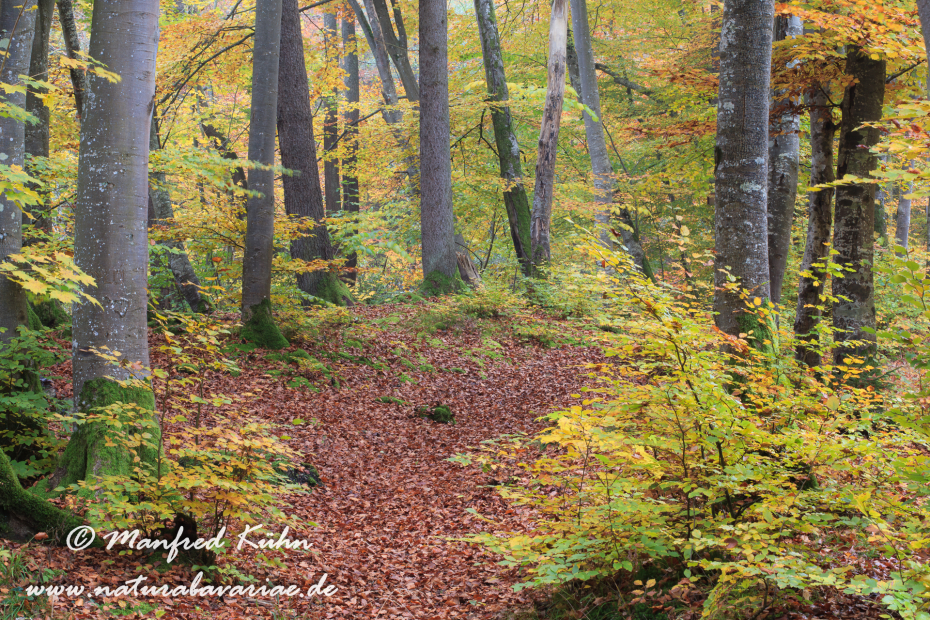 Herbst (Baeume)_0031