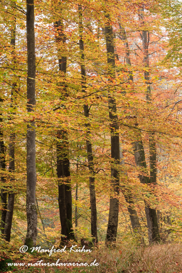 Herbst (Baeume)_0041