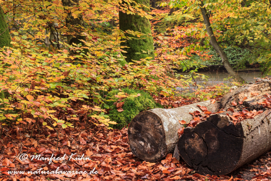 Herbst (Baeume)_0044