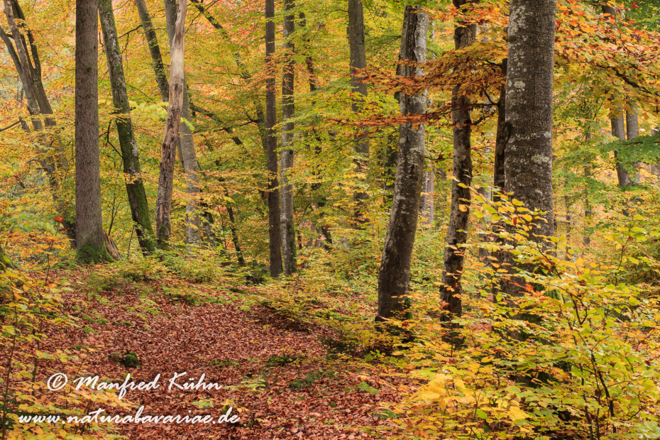 Herbst (Baeume)_0047