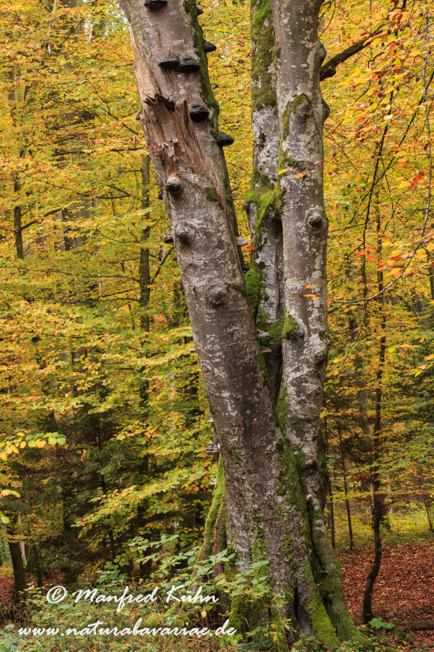 Herbst (Baeume)_0050