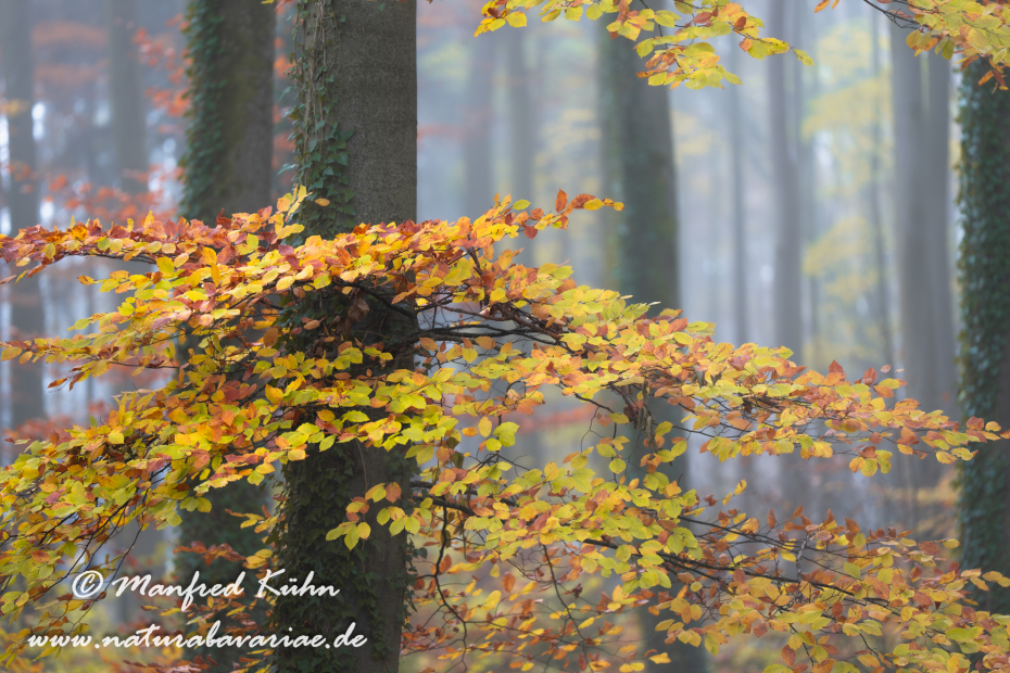 Herbst (Bäume)_0069