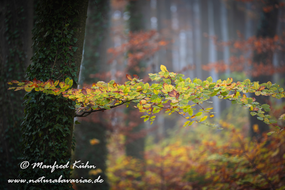 Herbst (Bäume)_0070