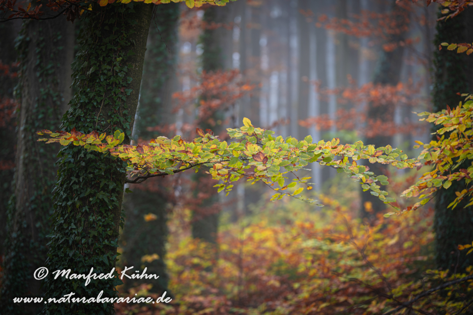 Herbst (Bäume)_0072