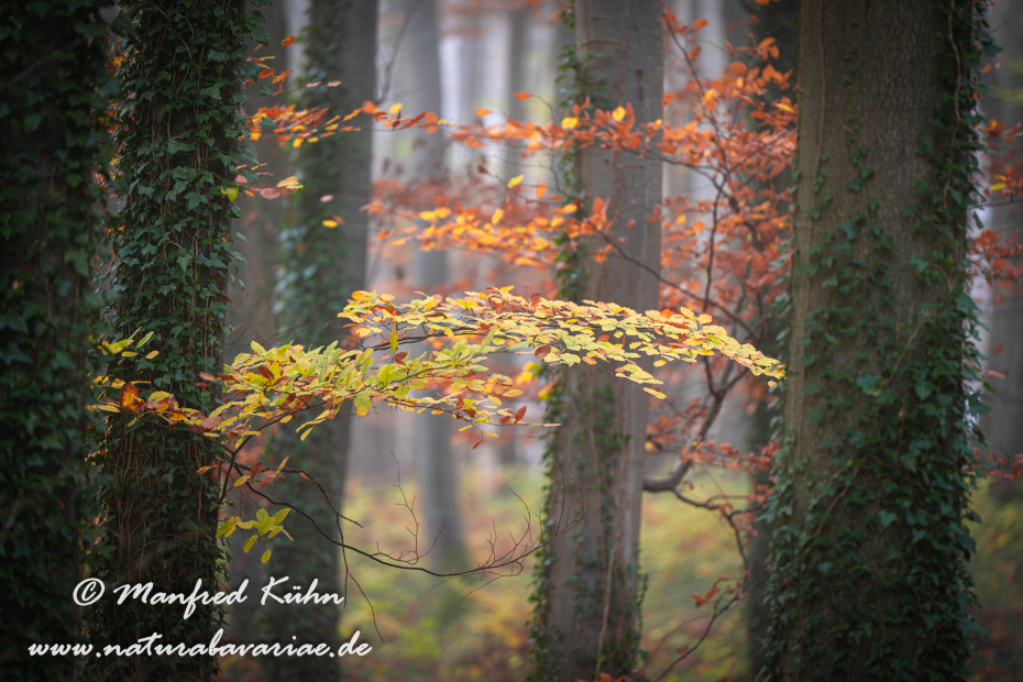 Herbst (Bäume)_0076