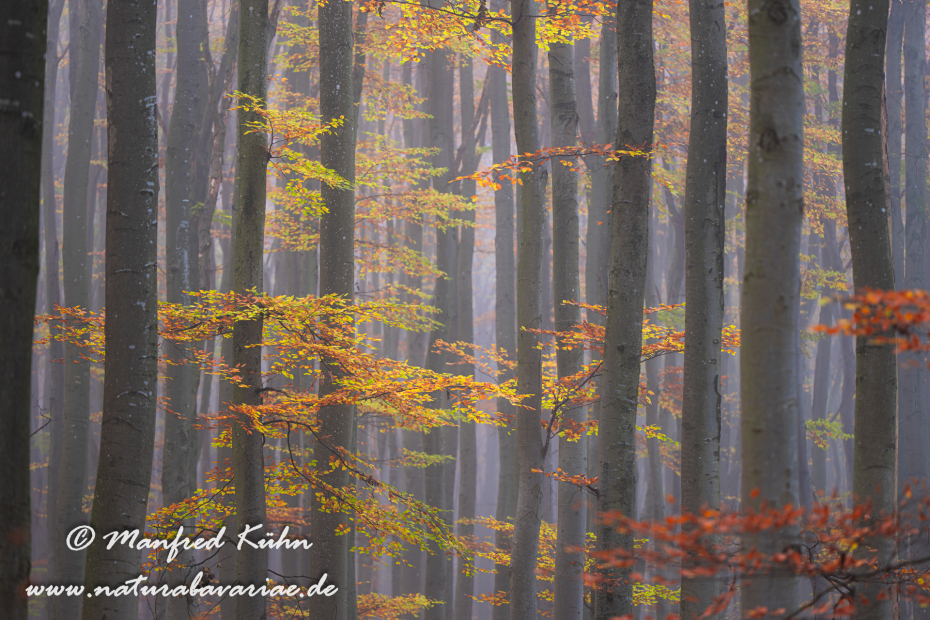 Herbst (Bäume)_0077