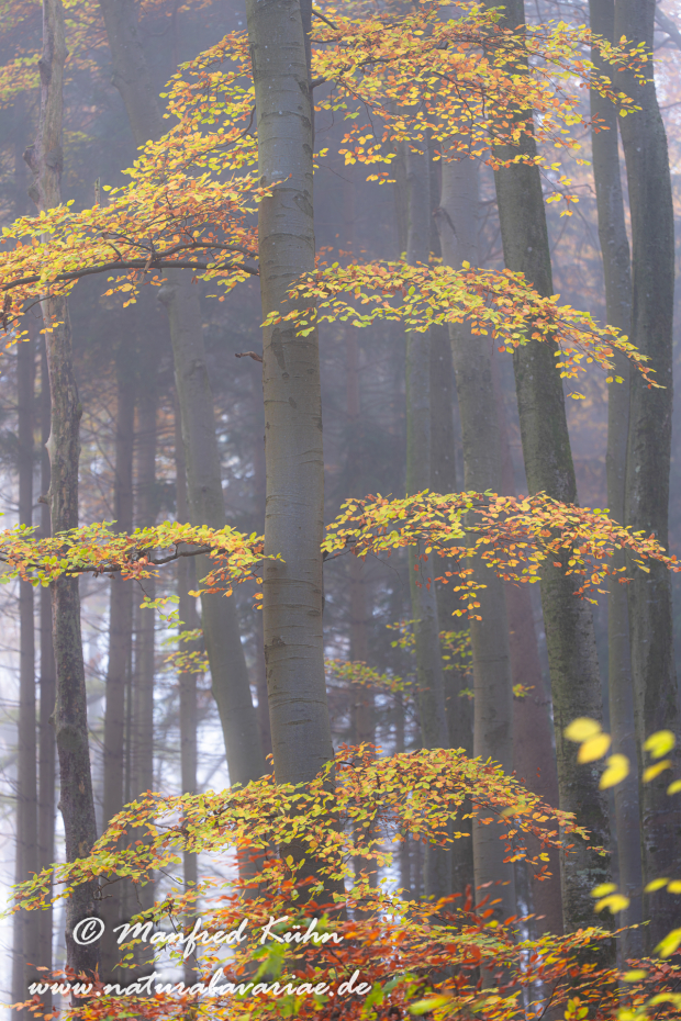 Herbst (Bäume)_0082