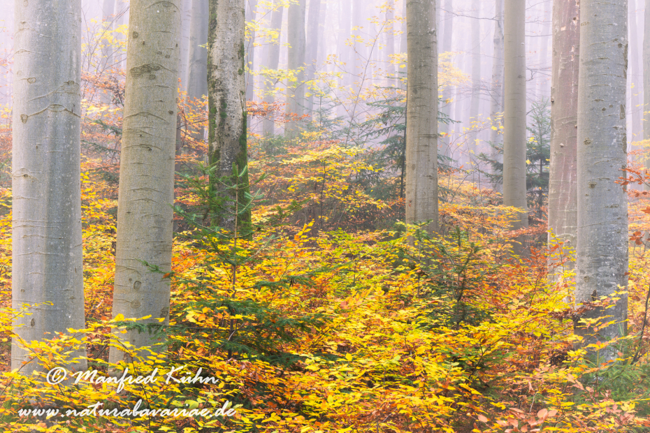 Herbst (Bäume)_0084