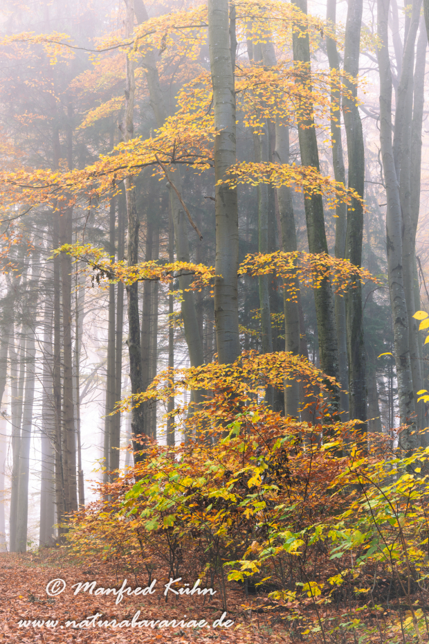 Herbst (Bäume)_0086