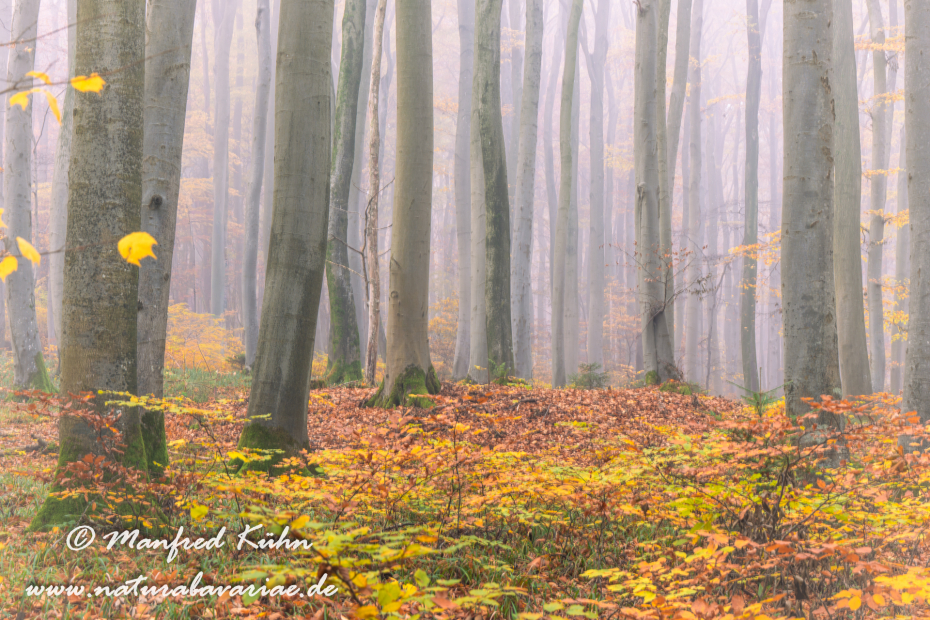 Herbst (Bäume)_0088