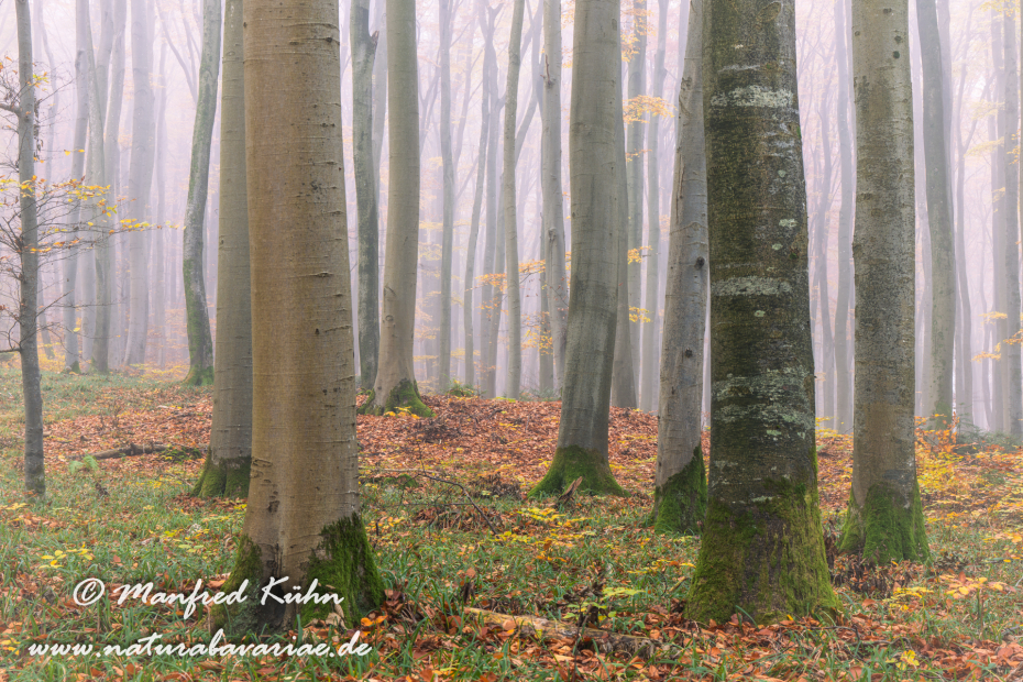 Herbst (Bäume)_0089