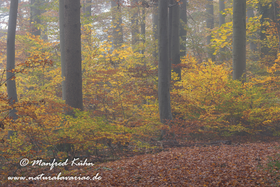 Herbst (Bäume)_0092