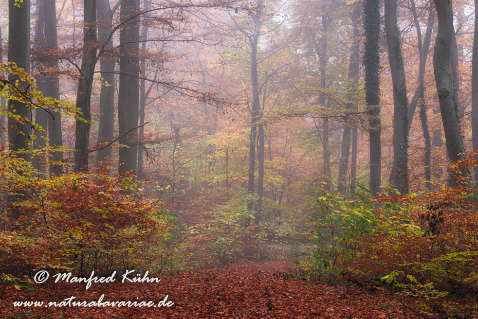 Herbst (Bäume)_0094