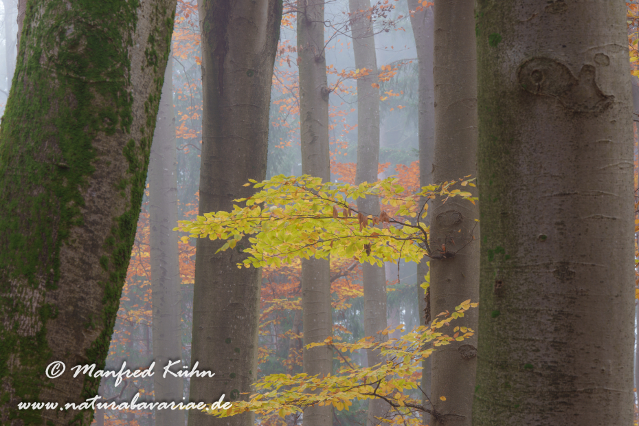 Herbst (Bäume)_0097