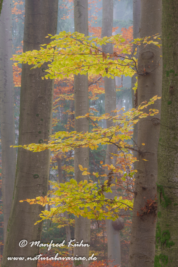 Herbst (Bäume)_0098