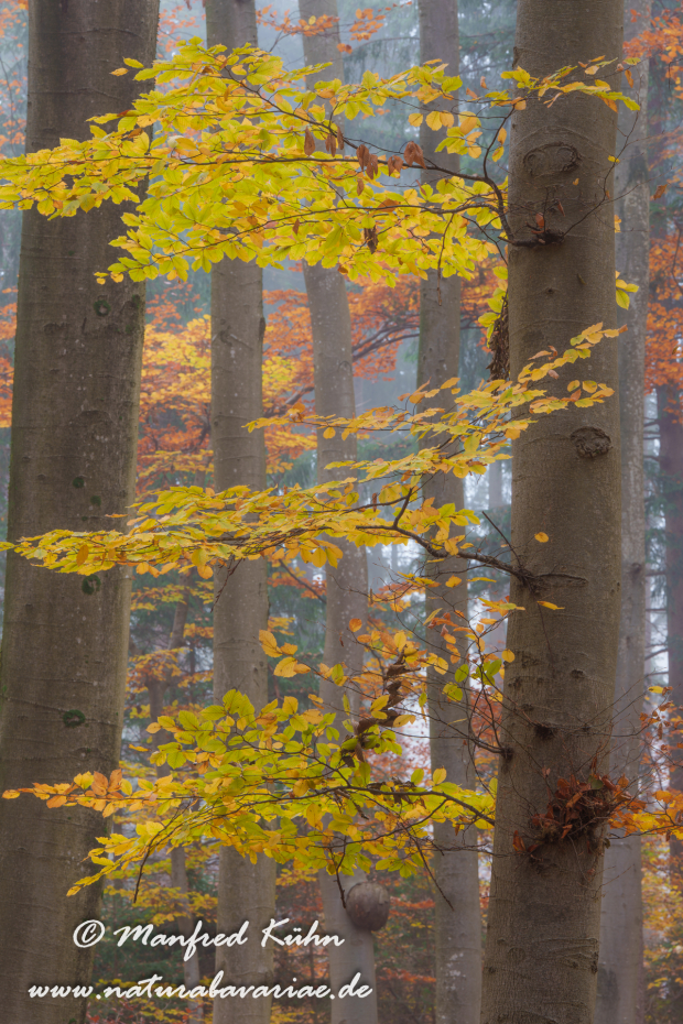 Herbst (Bäume)_0099